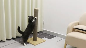 Minx Alto Cat Scratcher Deluxe Timber And Recycled Cardboard Refillable Scratching Post For Cats